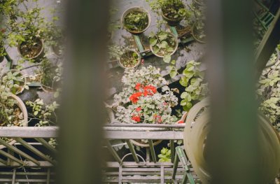 Waarom steeds meer Nederlanders hun tuin onttegelen