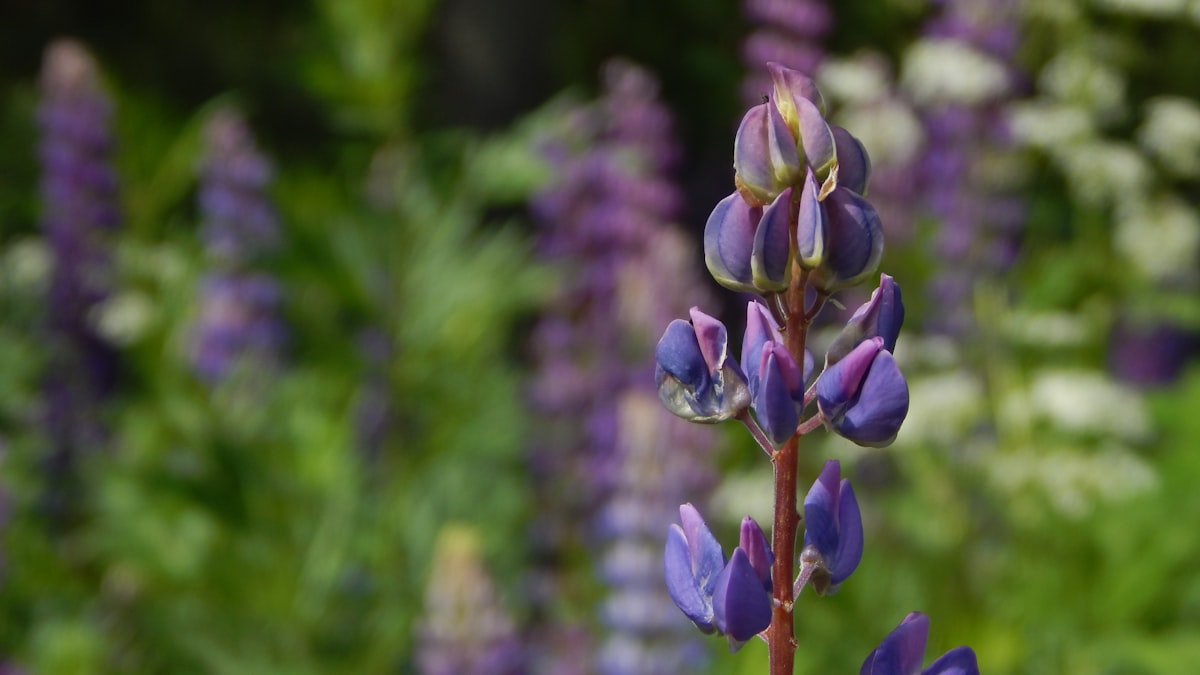 Waarom iedereen dit jaar lupine in de tuin plant